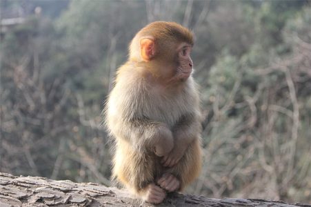 Zodiac Matching: Which Zodiac is Best for Monkeys?