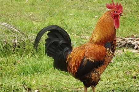 Year Of The Rooster – Chinese Zodiac Dates,Personality And Elements