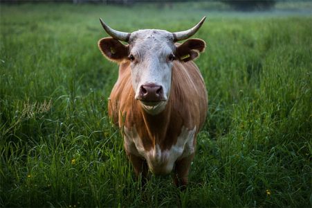 Zodiac Pairing: Which zodiac animal is the best match for cow?