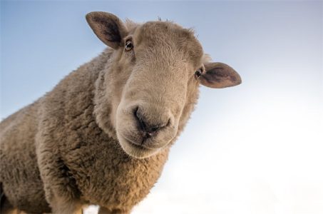 Year Of The Sheep – Chinese Zodiac Personality, Dates And Elements