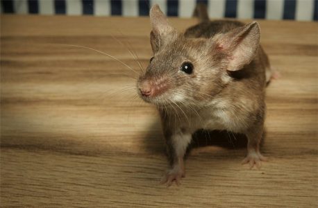 Zodiac Pairing: Which animal sign is the best match for the rat?