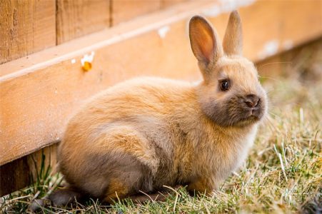 Zodiac Pairing: What zodiac animal is the best match for rabbit?