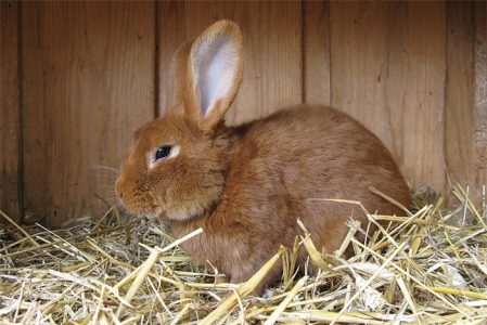 Year Of The Rabbit – What Does It All Mean In Chinese Zodiac ？