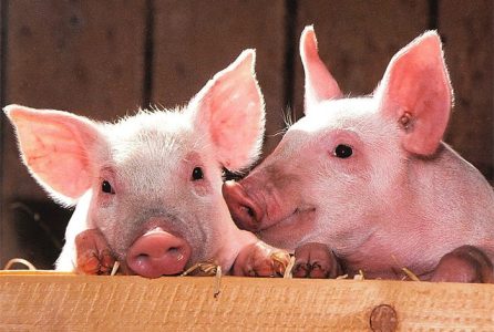 Zodiac Pairing: Which animal sign is the best match for the pig?