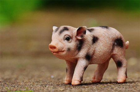  when is the best time for pig zodiac people to born ?