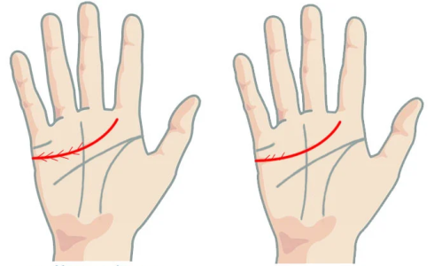 Palm Reading – Heart Line (Love Line) Detailed Explanation